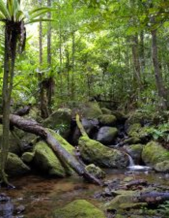 Planet Earth 2 – Jungles – Sophie Gregson